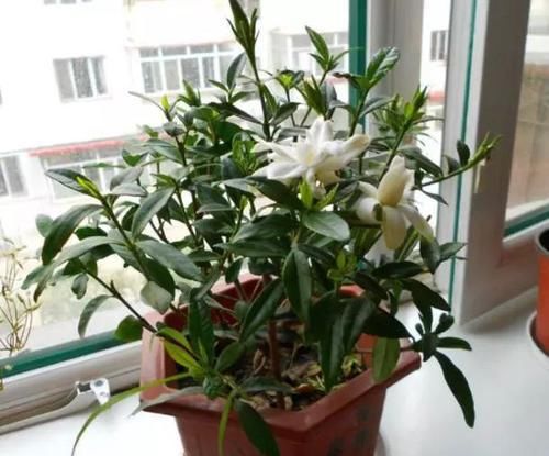  「栀子花」买回来的栀子花剪一剪，不黄叶，枝多花爆盆，香味飘满屋