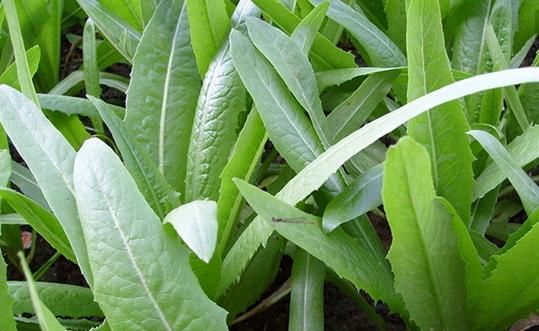  【着重】降脂减肥、静心安神的油麦菜，菜农种植前需着重了解几个关键事项