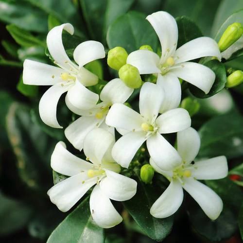  室内阳台■比香水还香的9种花卉盆栽，净化空气好打理，非常适合懒人养