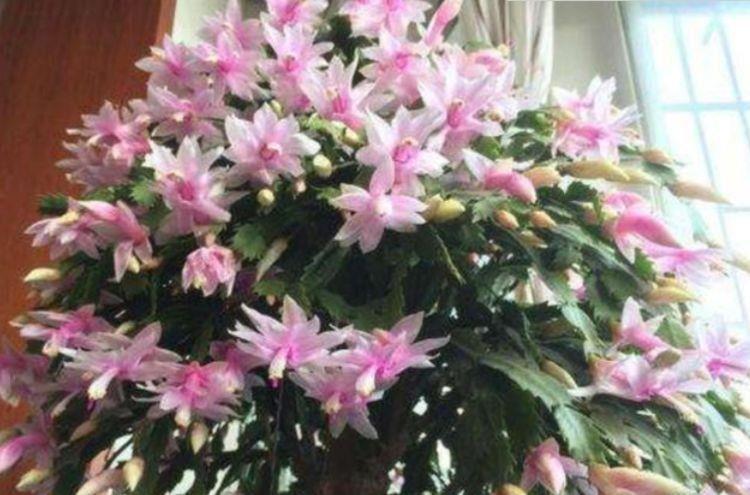 懒人|3种花,是懒人的福音,花期达200多天,盆盆漂亮又好养