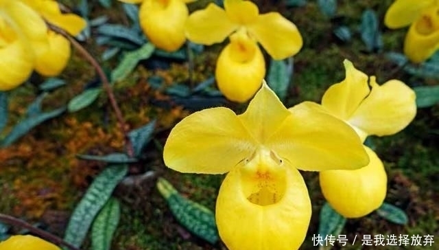 「黄花独蒜兰」正在消失的美丽：稀有兰花