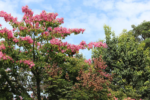 大雪将至，而这座城市却总是入冬失败，街上行人各种乱穿衣