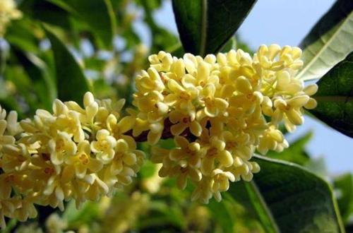 月月桂花的养殖方法和注意事项