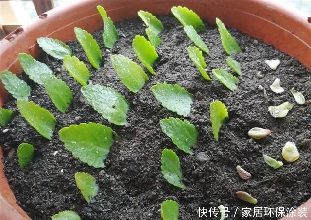  #长寿花#养花技巧：这5种花不用买了，蹭掉的叶子塞盆里，立马又冒一大盆
