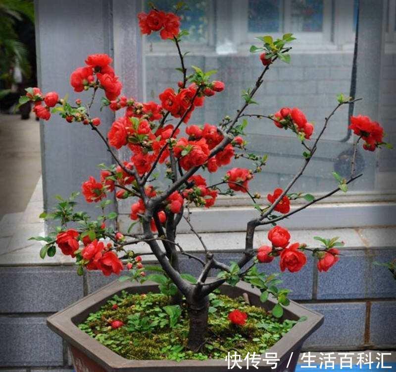  【花芽分化】海棠花只长叶子不开花，找对原因很重要，花朵才能嗖嗖冒