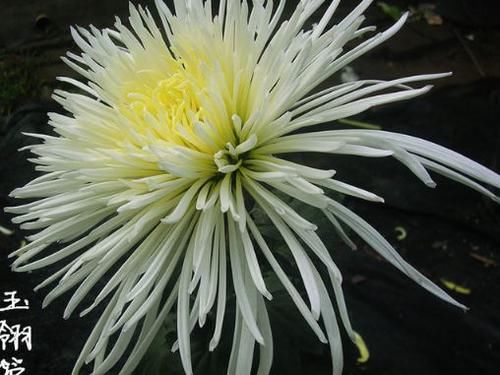  闪闪：喜欢菊花，就养盆“珍贵名菊”玉翎管，似银针四射，荧光闪闪
