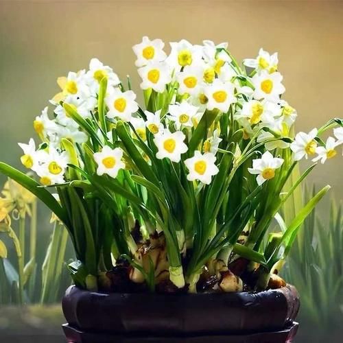  越养越@人养花、花养人，家养10种花，清新空气，越养越健康！