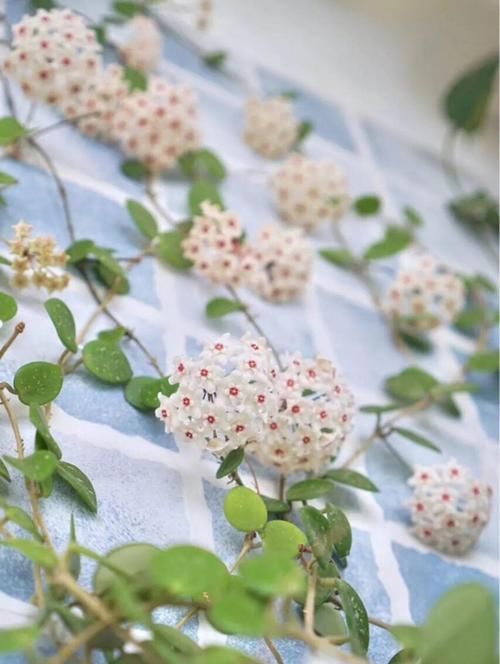  『长春花』7种转运花，年底在家养一盆，开花就是好兆头！