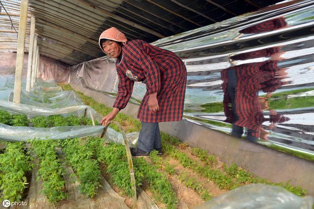  【创业】未来一年在农村做什么比较挣钱？来看看这4种项目，收入