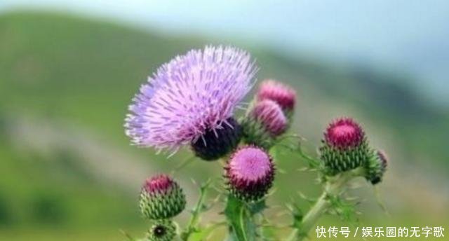  #见到#乡间一种“刺玫瑰”，爱长麦田里，农民见到就除，没想到还有大用！