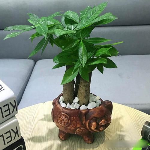  「长寿花」这“5种”花要“穷养”，用小花盆、少浇水，反倒越养越“旺盛”