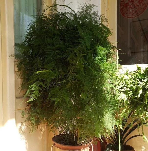  好看：文竹总是长歪了?掌握这几招,枝叶繁茂,造型优雅!