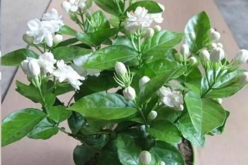  「家里」这“3种”植物，花香四溢，抑制异味，家里养1盆，空气更清新！