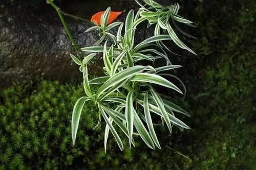  「就要」22种室内极难养死的植物，绿植就要选这些