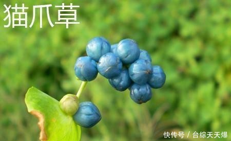  区别@4月发文：猫爪草和猫须草有什么区别？