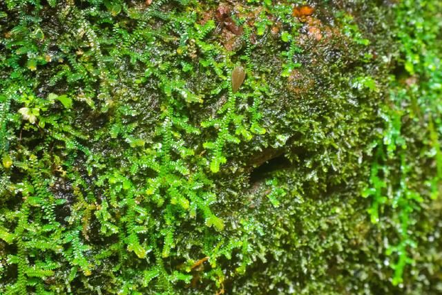 逆天了，这个景区人少还不要索道票，国庆赶紧来这里