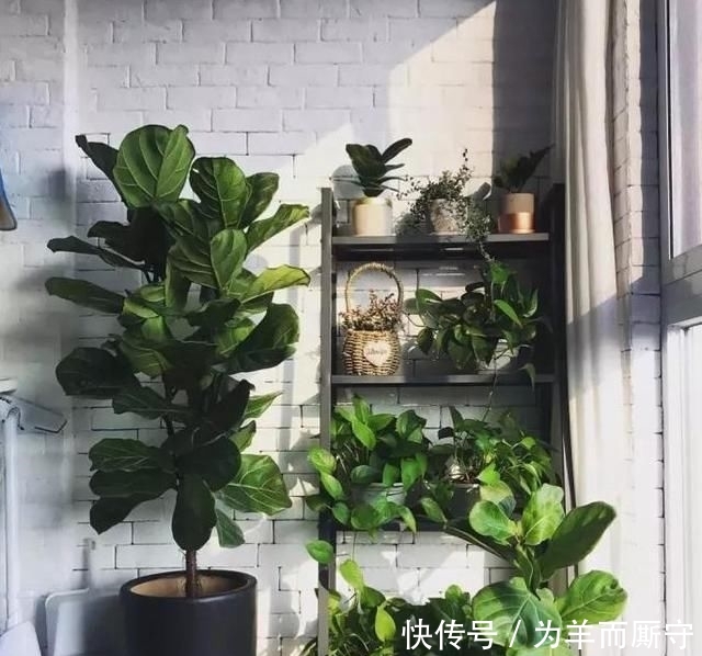  [人间天堂]在阳台搭一个花架, 造一处自己的人间天堂
