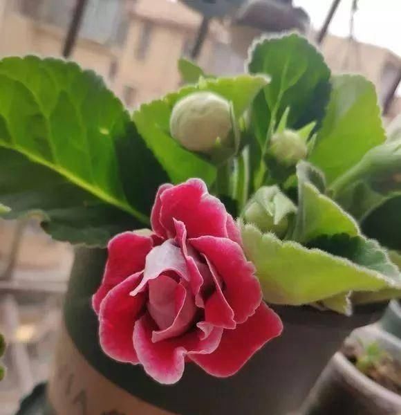  [半阴的环境是它最喜]这几种花不能多晒太阳，越晒越长不好，平时养护需注意