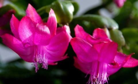  #三角梅#喜欢养花，不如养盆帅旗，花色鲜艳，花朵娇艳妖娆，超美