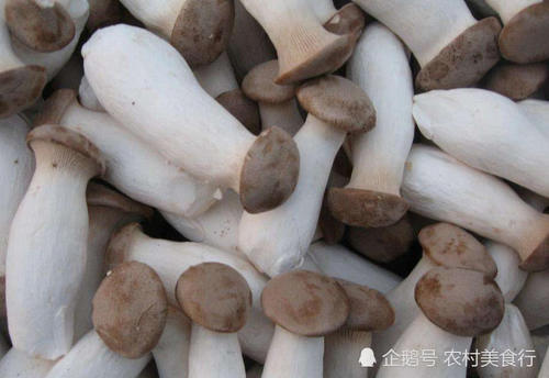 农村里这种食用菌，农民靠它月入8千块，如今市面上供不应求