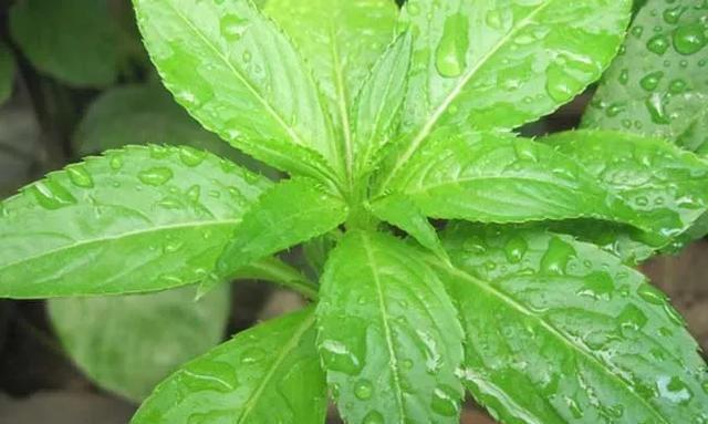 凤仙花|凤仙花生长记录:带你揭秘凤仙花成长过程