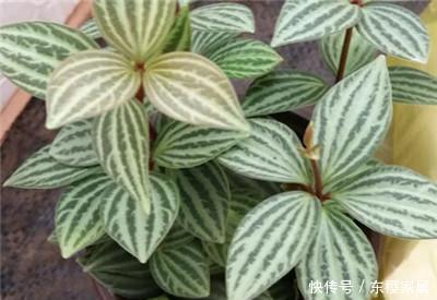  [根部]翡翠吊兰怎么养才能更旺盛