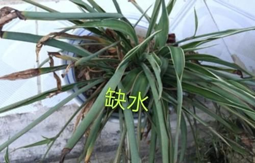  懒人：懒人耐阴植物金边吊兰养护繁茂有垂掉枝的技巧，有哪些注意事项