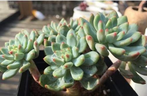  [感觉]乡间趣事！养花没有大阳台？无碍，这4种花草任你挑选，小巧玲珑，可爱至极