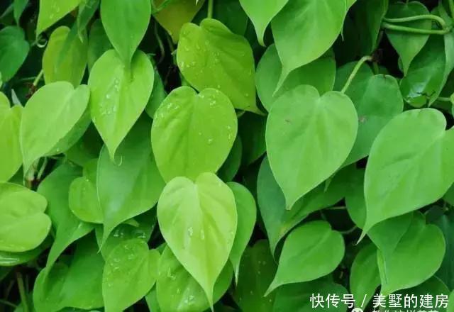  『心叶蔓绿绒』2种花超耐阴，一点散光就爆盆，北阳台也能养得美！