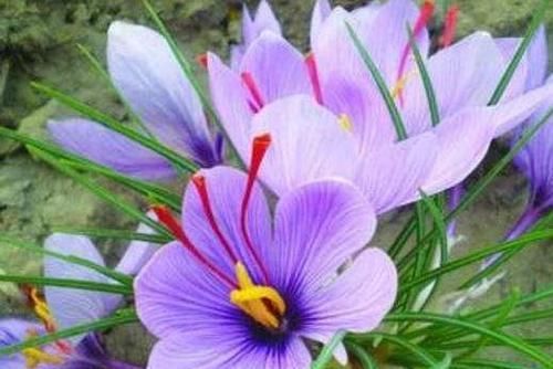  「扑鼻」4种花香扑鼻的花朵，比香水还香，耐看好养，芳香四溢，清香怡人