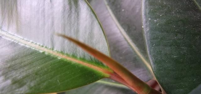 好看|养橡皮树,做好这几点养护,恢复长势树形更加好看