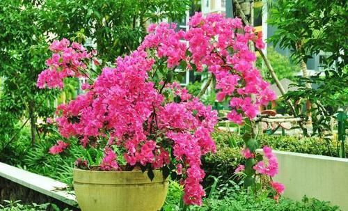 『充足』三角梅有花不开花?做好“4件事”,花苞齐刷刷,开成叶子花