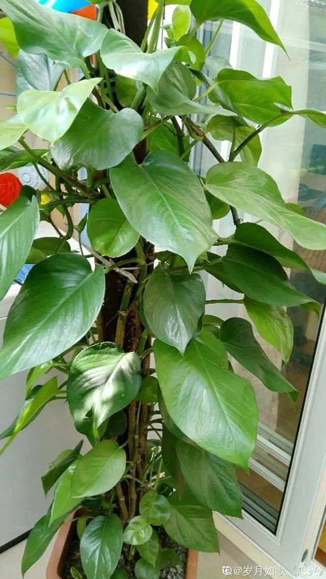 「得像」急性子就养铜钱草,俩月爆满整个家,多得像生物入侵