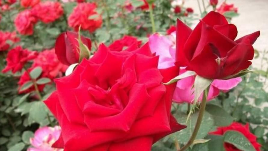 『有花赏』阳台养花,就选4种,好养又漂亮,阳台变花海,天天有花赏!