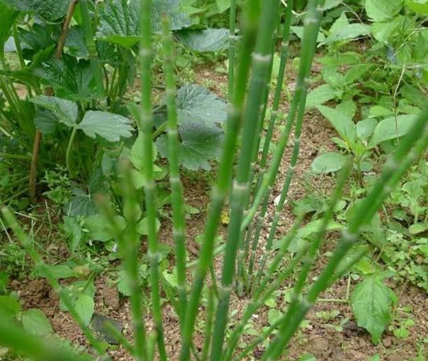 农村这一种野草，如今30块钱一斤比猪肉贵，看到记得挖点