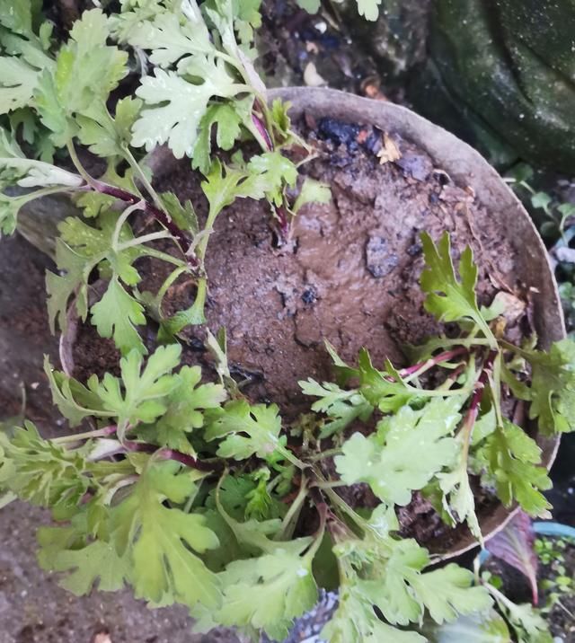 分离出来@菊花分株繁殖,成株快,操作简单易成活