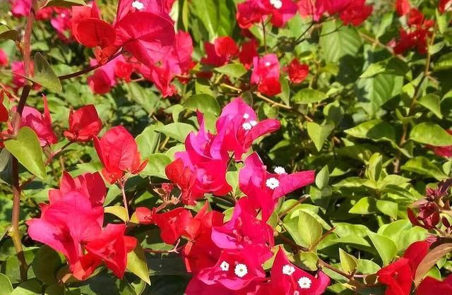  『三角梅』喜欢晒太阳的“5种花”,越晒长得越旺,开花越多,阳台变得好美...