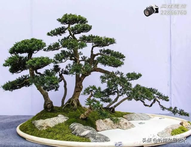 把温江盆景卖到欧洲去