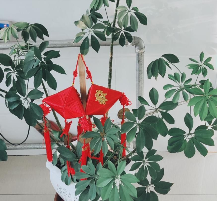  [植物]养花不如种树，大型植物摆客厅，气派又有面子！