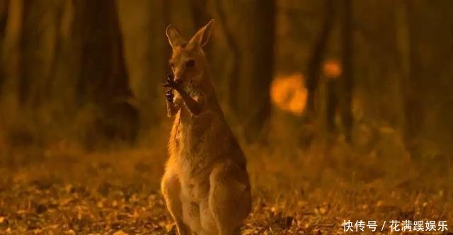 澳大利亚大火主要在哪里