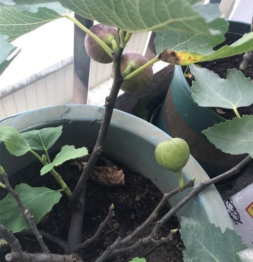  来得及■种花不如种果，此果树“好养”易结果，见土就活，现在扦插来得及
