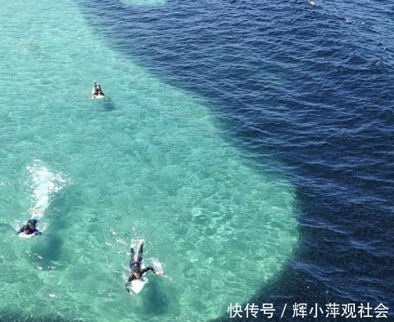 游客海边游泳被大批鱼类包围,知道真相大吃一惊!