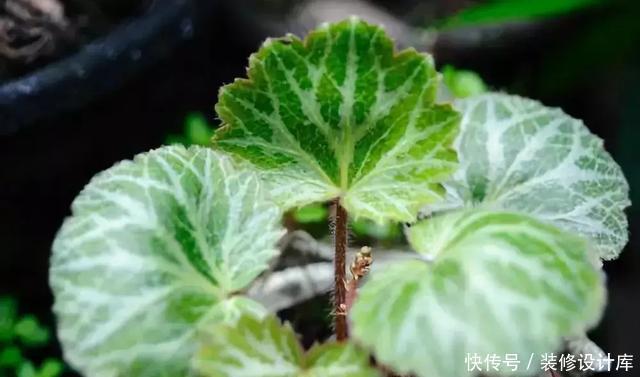 绿意盎然|卫生间放一盆这个植物,异味全跑光,绿意盎然又芬芳