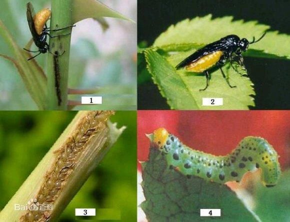  【叶蜂】春天养月季，最怕遇到1种“虫子”，先吃叶子、后吃嫩枝