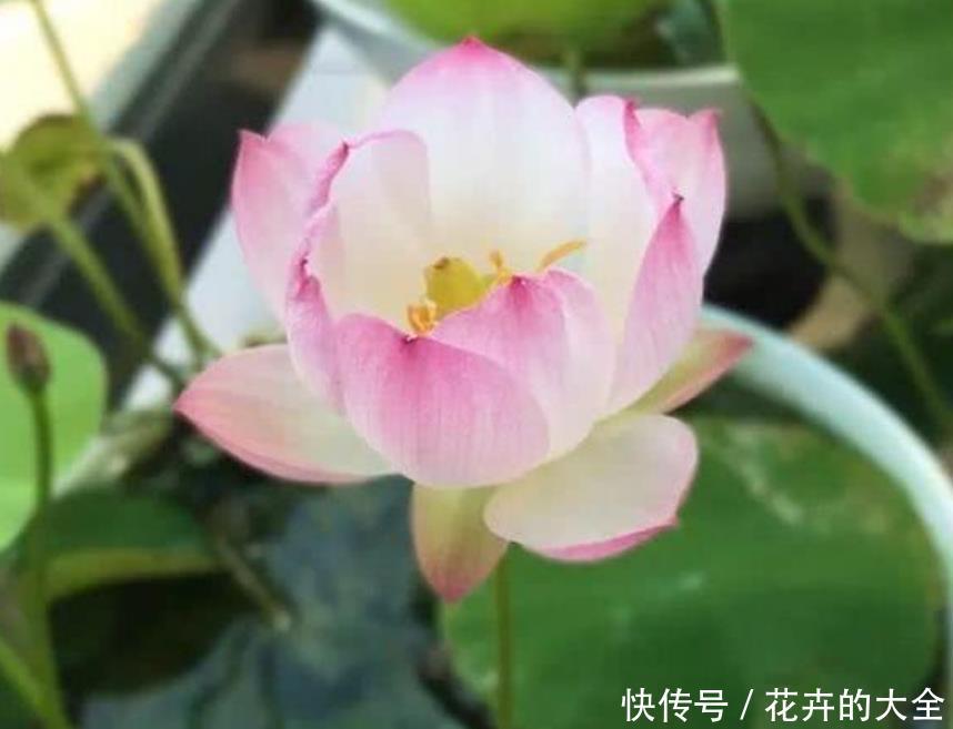  『大岩桐』3种花是花中“大美女”，开花五颜六色，一开花，阳台变成了花海