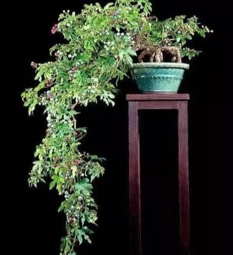  悬崖■悬崖式盆景的制作手法与注意事项，制作一盆高雅的盆景不简单哟