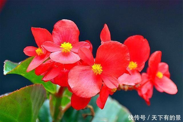 艳丽|四季海棠“4喜3怕”,学会了花朵艳丽开爆盆,1年能开365天