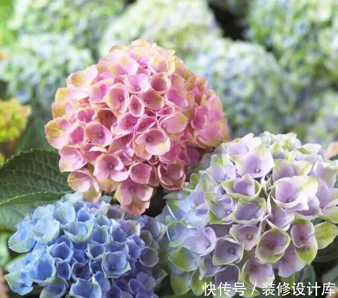  「绣球」绣球花常见的5个黄叶原因，搞懂了，绣球花开花爆盆成老桩