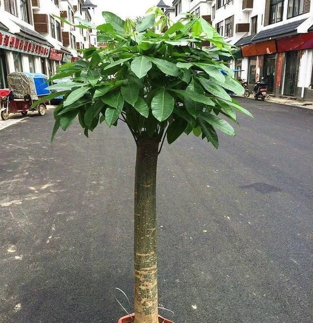  介绍的植物：这几种绿植一定要粗养,贱养,才能长出强壮的植株和根系