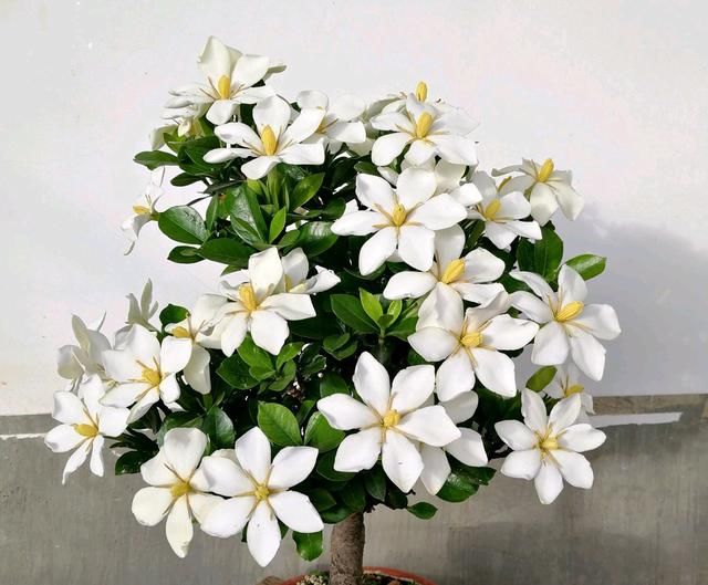  花苞@栀子花少一天浇水就黄叶枯花苞？比伺候月子还难受，就该洗个澡